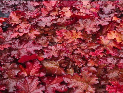 boysenberry