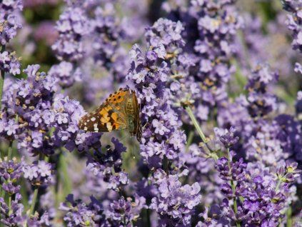 Lavandula angustifolia 'Melissa' (2)