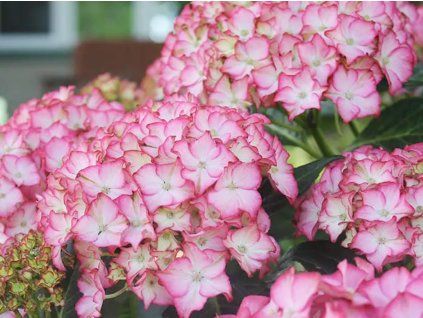 island pink