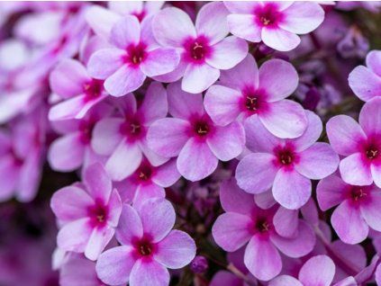 early lavender