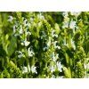 Salvia nemorosa 'Schneehügel' (1)