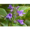 Nepeta Neptune