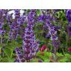 Salvia veticillata 'Hannay's Blue' (2)