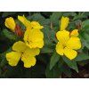Oenothera fruticosa 'Fyrverkeri'