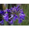 Agapanthus Ever Sapphire (2)