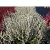 Calluna vulgaris Bettina (3)
