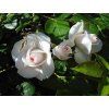 Růže 'Aspirin® Rose' (Balení kontejner C2)