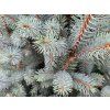 Picea pungens 'Iseli Fastigiata' (1)