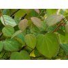 Cercidiphyllum japonicum (1)