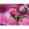 bodendecker rose mirato m002652 w 0