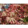 Acer palmatum Shirazz
