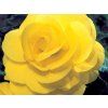 Begonie 'Double Yellow (Balení hlíza 1ks)