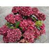 Hydrangea macrophylla Rebellion Pistachio Love 20240701 3