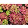 Hydrangea macrophylla Rebellion Red Love 20240702 1