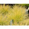 Festuca glauca Amigold (1)
