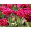 Achillea millefolium 'Tutti Frutti Pomegranate'