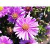 Aster Alpha Pink Light (1)