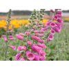 Digitalis purpurea 'Virtuoso Rose'