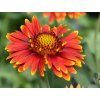 Gaillardia aristata 'Arizona Red Shades'