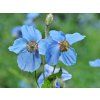Meconopsis betonicifolia