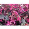 Loropetalum čínské 'Fire Dance' (Balení kontejner p15)