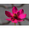 Cosmos Cherry Chocolate