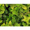 Zimolez japonský 'Aureoreticulata' (Balení kontejner C2)
