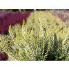 Calluna vulgaris Sarah (4)