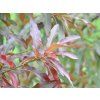 imbri