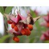 Euonymus clivicolus 03