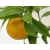 Mandarinka 'Esbal' (Balení kontejner C2)
