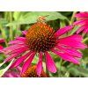Třapatka 'Kismet® Raspberry' - Echinacea 'Kismet® Raspberry' (Balení kontejner C2)