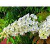 hortenzie dubolist�