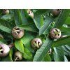 bredase