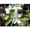 fructopurpurea