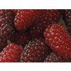 Ostružinomalina 'LoganBerry' (Balení kontejner C3)