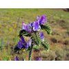 echium