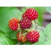 rubus p