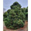 pinus nigra 3
