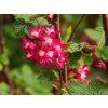 Ribes Amore2