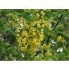 laburnum 1