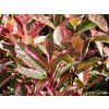 Photinia fraseri 'Pink Marble' (1)