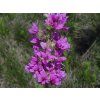 71466 kyprej vrbice lythrum salicaria