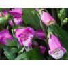 Digitalis Lucas Pink (1)