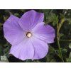 123155 1 australsky ibisek alyogyne huegelii