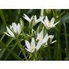 Ornithogalum nutans (2)