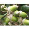 ilex