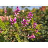 indigofera