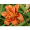 Hemerocallis fulva Kwanso scaled
