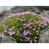 Dianthus arpadianus v. pumilus D160 16 1